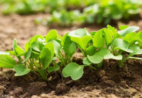 土壤肥料養分檢測儀 土壤肥料養分檢測儀