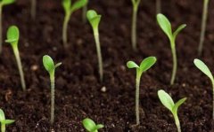 關于土壤分析儀的應用領域