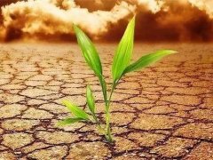 土壤重金屬檢測儀為什么能夠在農(nóng)業(yè)中應用